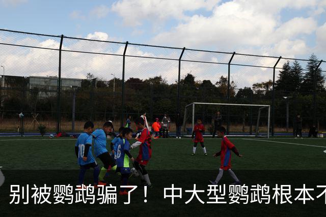 别被鹦鹉骗了！中大型鹦鹉根本不是宠物，是会飞的野生猛禽！